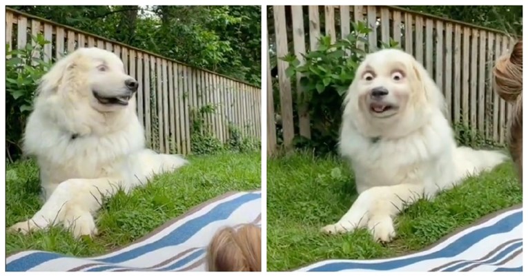 "Najsmješnije ikad": Tiktokerica snimila psa s Instagram filterom, video postao hit