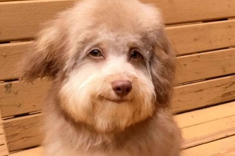 Hit na internetu: Ovaj pas u licu izgleda kao neki jako simpatični čovjek