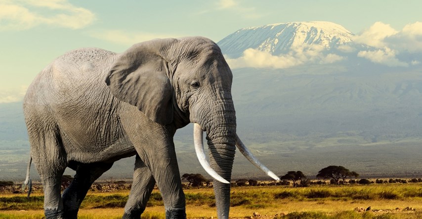 Najusamljeniji slon na svijetu uskoro će napustiti neprikladan zoološki vrt