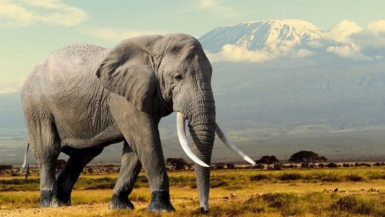 Najusamljeniji slon na svijetu uskoro će napustiti neprikladan zoološki vrt