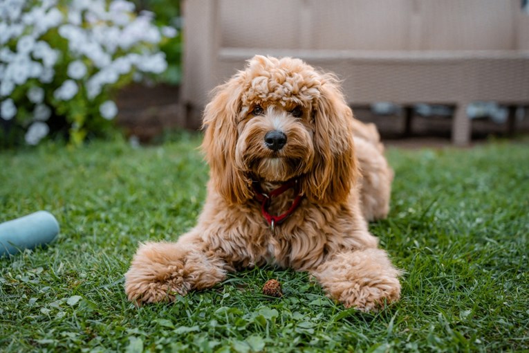 Jesu li križanci pudla doista savršeni kućni ljubimci?
