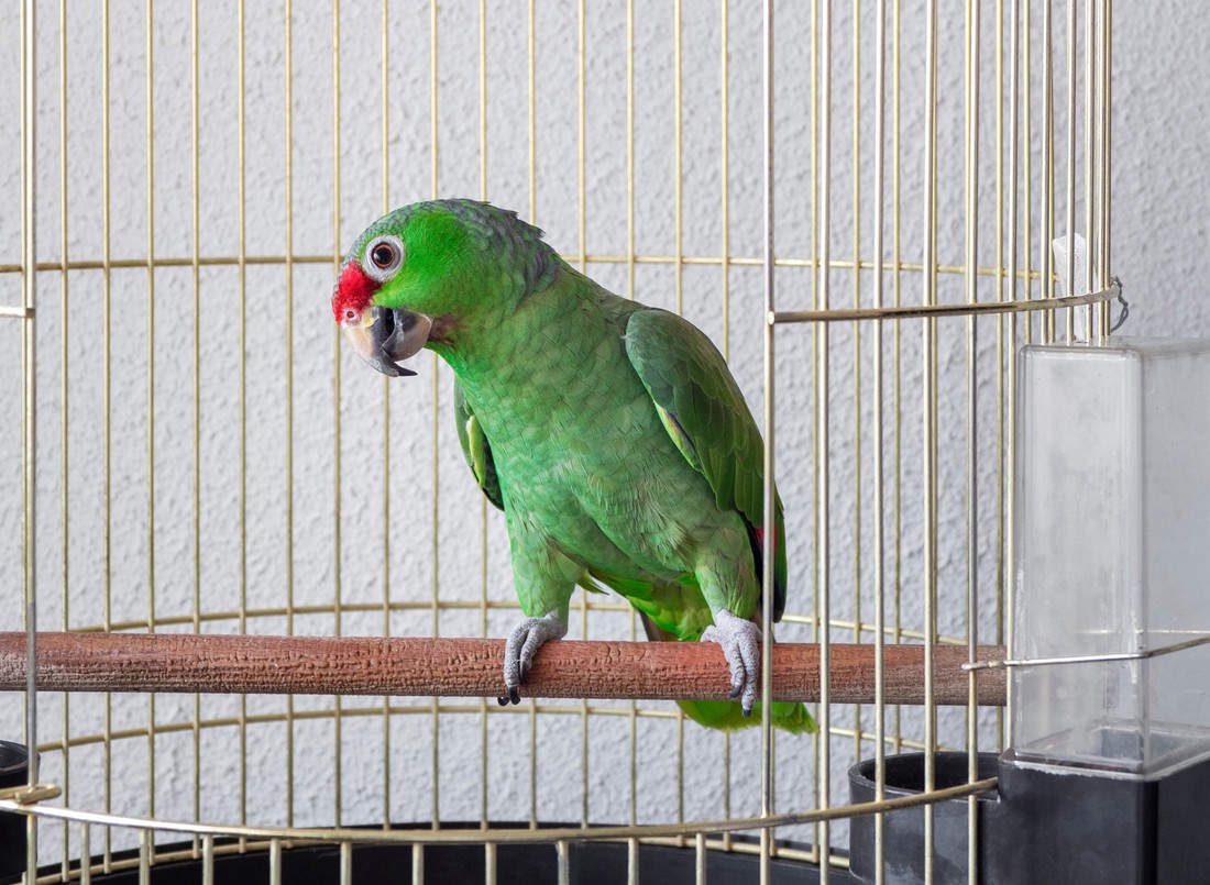 Zašto papige plešu? Znanost ima zanimljiv odgovor