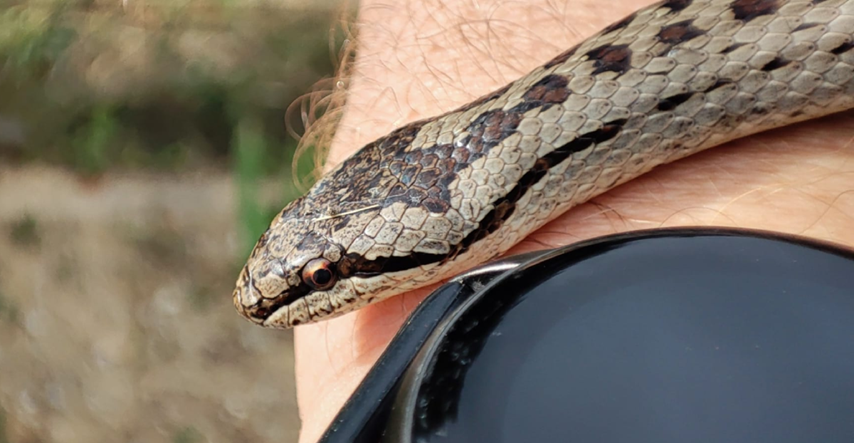 Danas je Svjetski dan zmija. Znate li koliko vrsta živi u Hrvatskoj?
