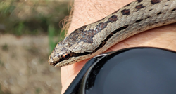 Danas je Svjetski dan zmija. Znate li koliko vrsta živi u Hrvatskoj?