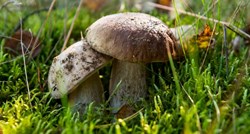 Hrvatske šume objavile pravila: Evo koliko smijete brati gljiva, kestena…