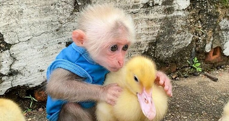 Majmunčić BiBi obožava druge životinje, njegove snimke su hit na internetu