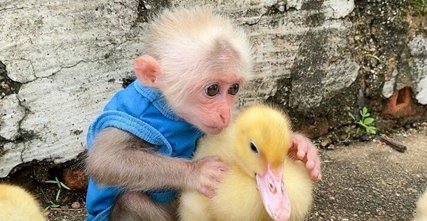 Majmunčić BiBi obožava druge životinje, njegove snimke su hit na internetu