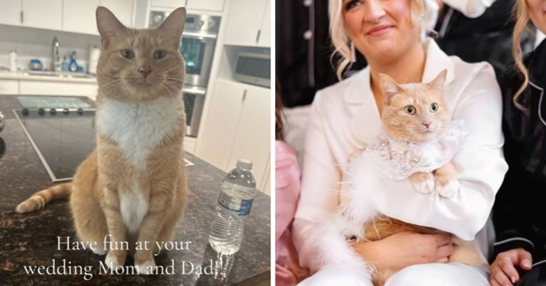 Mačka kao počasna gošća na vjenčanju: Nala je bila zvijezda ceremonije