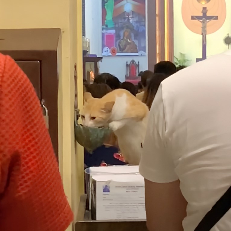 Mačka ušla u crkvu pa se usred mise napila svete vode