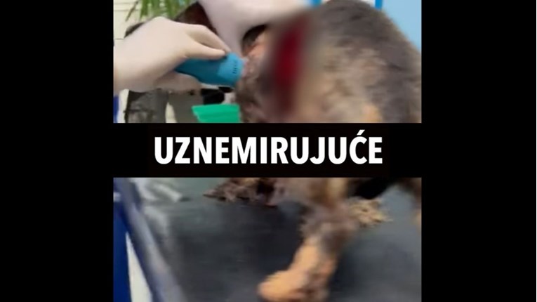 Divlje svinje u Zagrebu napale psa i oderale mu kožu