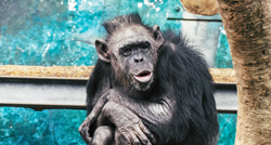 Misterij menopauze: Novo istraživanje o čimpanzama zbunilo znanstvenike