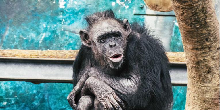 Misterij menopauze: Novo istraživanje o čimpanzama zbunilo znanstvenike