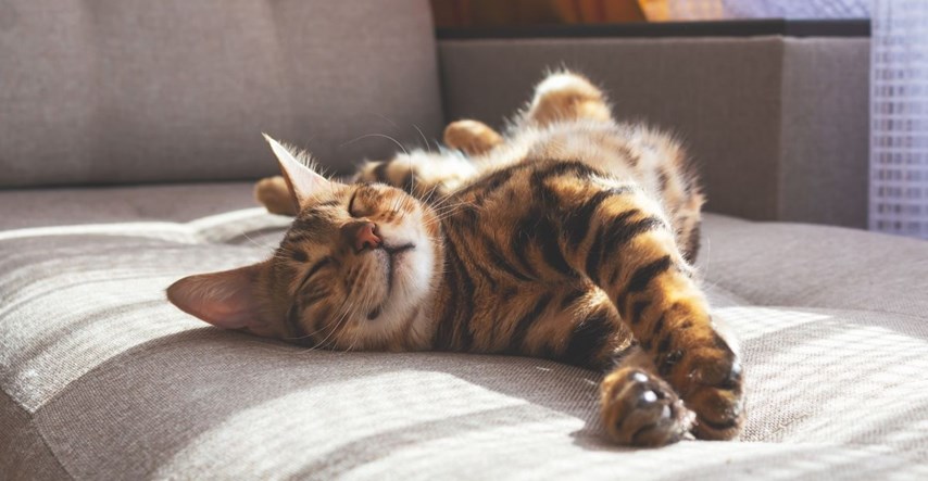 Što trebate znati prije kastracije mačke?