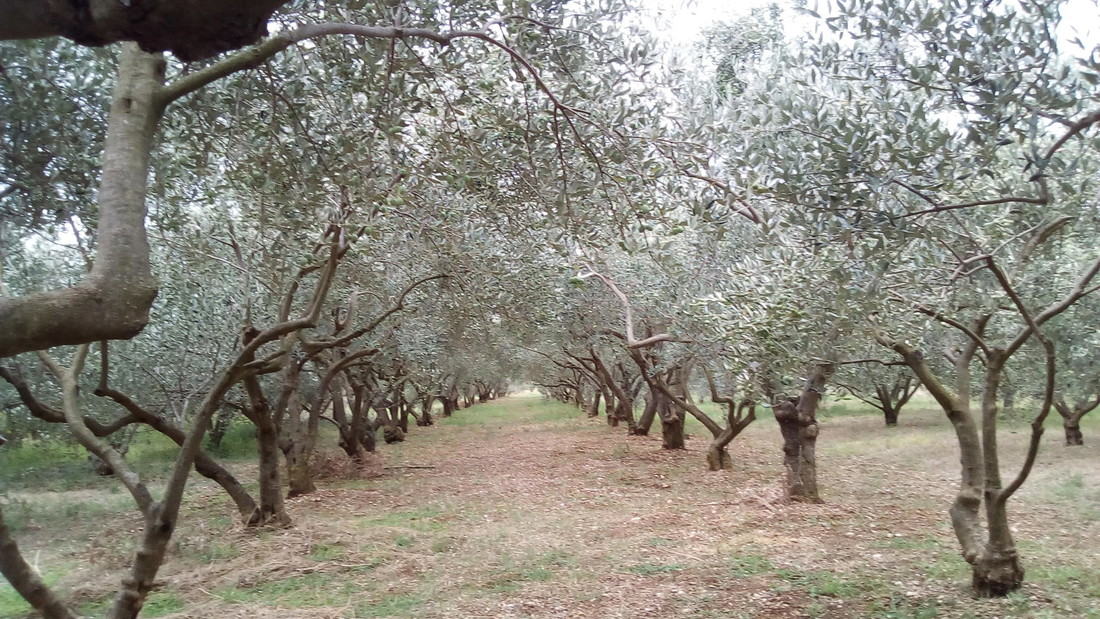Kuća s okućnicom od 15.000 kvadrata i 500 maslina prodaje se za 160.000 eura