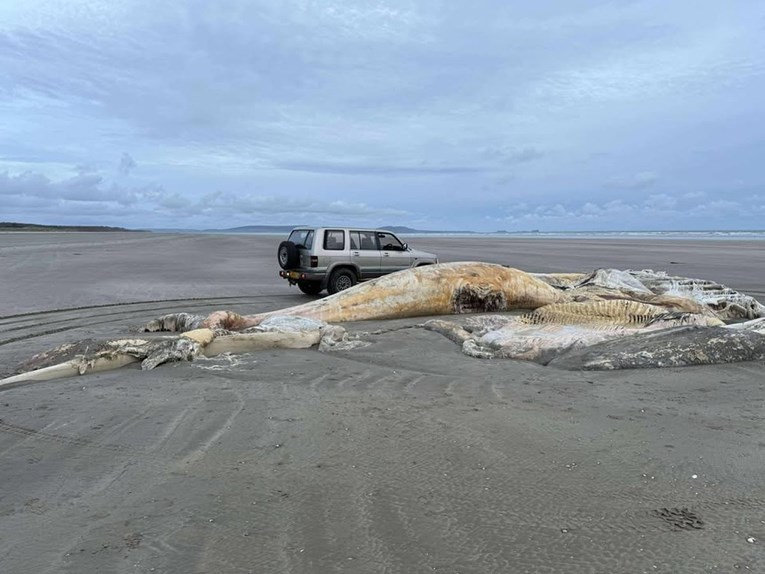 FOTO Misterij na obali Walesa: Ogromna lešina nasukala se na plažu