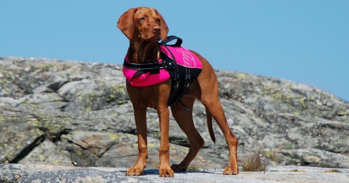 Dvije pasmine koje obožavaju prirodu i avanture na otvorenom