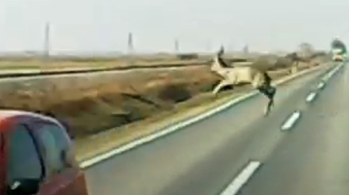 Vozači, oprez. Na autocesti A7 viđena je srna