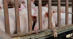 Državni zavod za statistiku: U Hrvatskoj raste proizvodnja svinja i krava