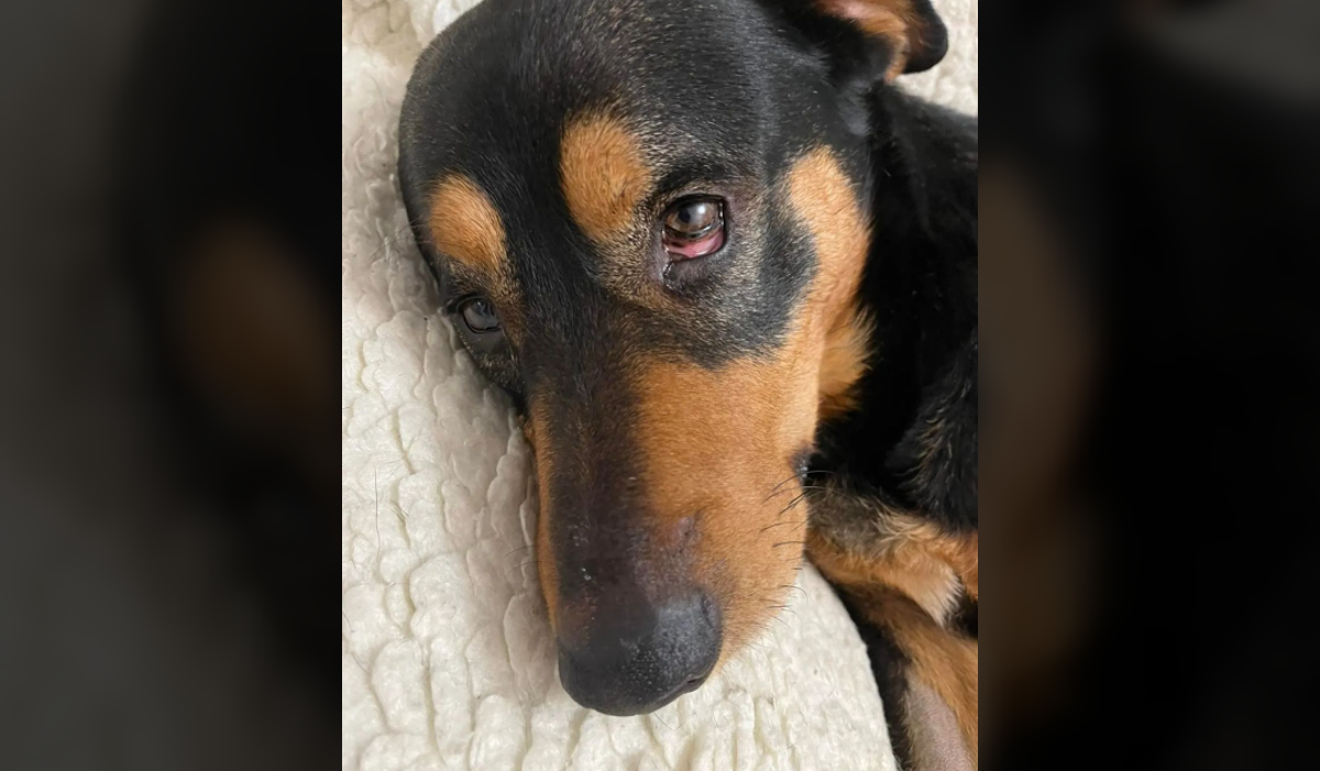 Žena u Srbiji upala u veterinarsku ambulantu i spriječila da uspavaju psa: "Zdrav je"