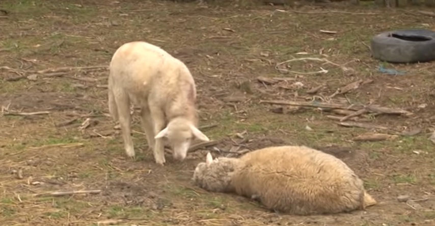 62-godišnjem Đuri udar groma ubio stado ovaca. Ljudi će mu sad pomoći da nabavi drugo