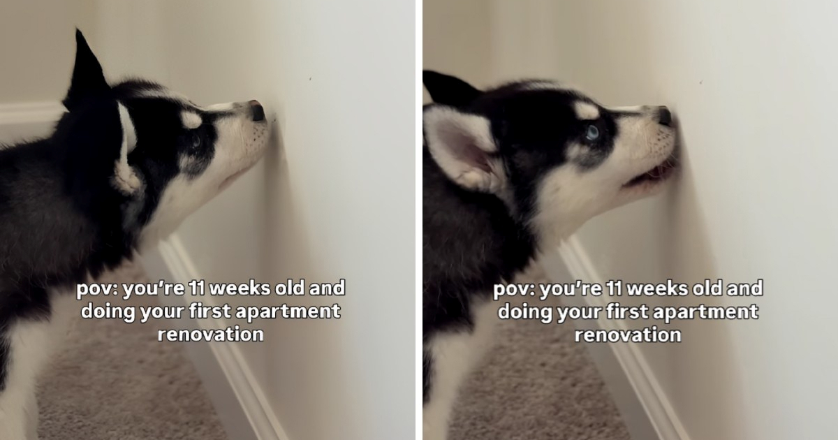 Preslatko štene haskija "renovira" stan, snimka je hit