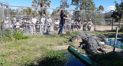U Australiji našli ortopedsku pločicu u želucu krokodila