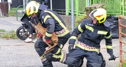 Zagrebački vatrogasci spasili srnjaka koji je pao u odvodni kanal