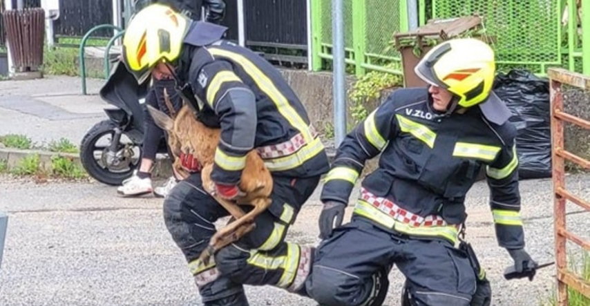 Zagrebački vatrogasci spasili srnjaka koji je pao u odvodni kanal