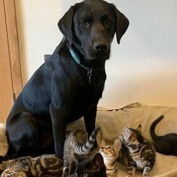 Labrador prihvatio mačiće koji su ostali bez majke i odgojio ih kao da im je on otac
