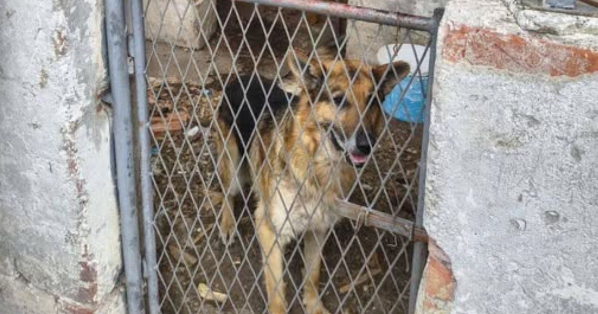 Prekrasan njemački ovčar traži topli dom. Živi sam, povremeno ga nahrani susjed