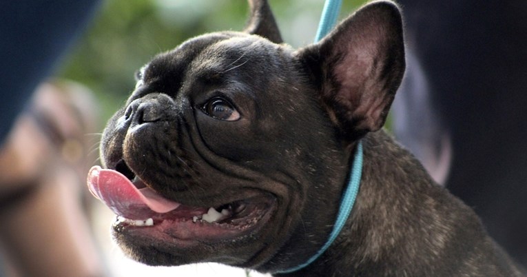 Pas za vlasnike koji rade od kuće: Ova pasmina zna kako poštovati vaš raspored