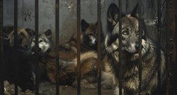 Čovjek u Splitu u strašnim uvjetima držao dva vuka i 67 pasa. Uhićen je