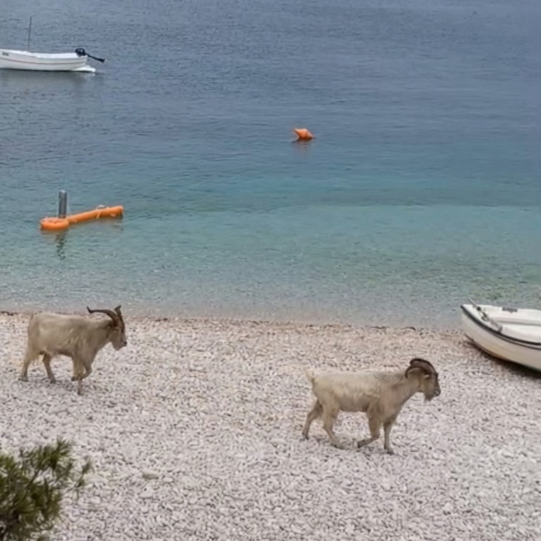 VIDEO Na plaži na Visu snimljene podivljale koze