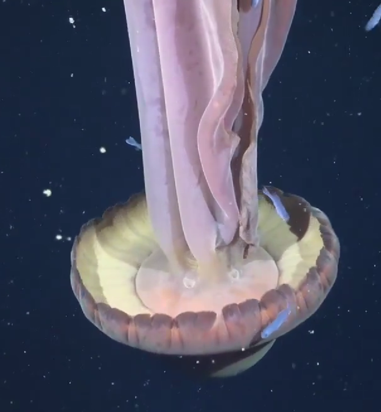 VIDEO U Atlantiku snimljena divovska fantomska meduza