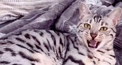 Mačka Zoe je miljenica Instagrama, njeno slatko mjaukanje odmah će vas oraspoložiti