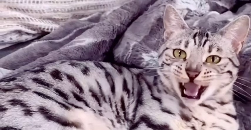 Mačka Zoe je miljenica Instagrama, njeno slatko mjaukanje odmah će vas oraspoložiti
