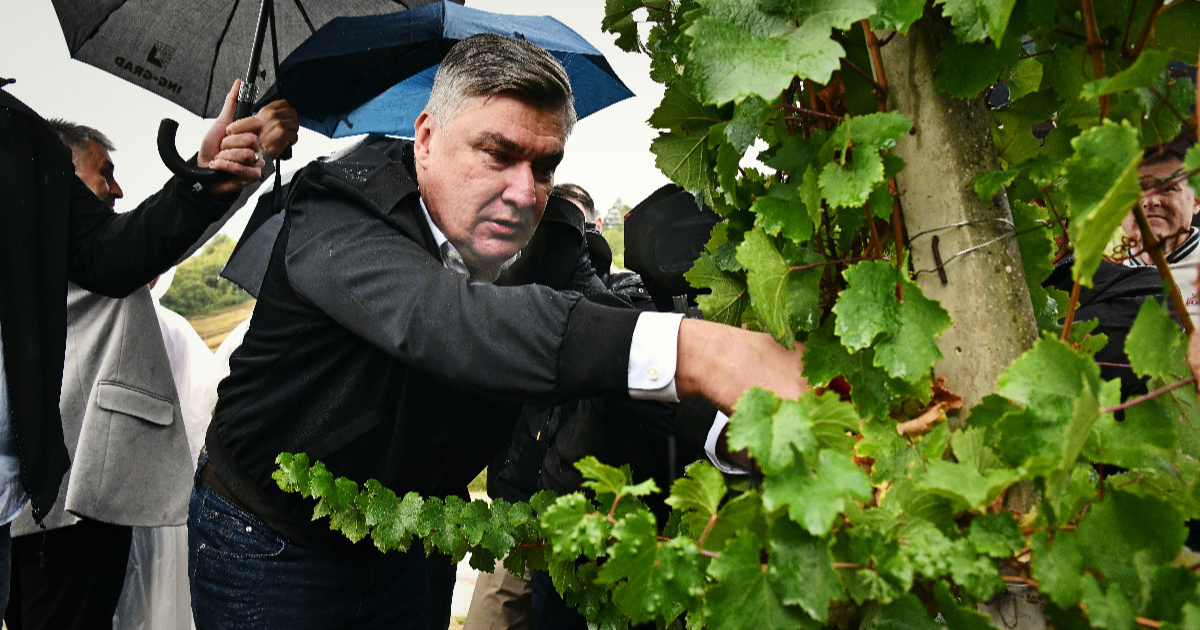 FOTO Milanović brao grožđe s diplomatima