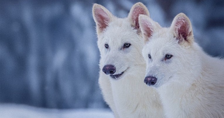 Znanstvenici: Prvi put u povijesti smo oživjeli izumrlu vrstu vuka
