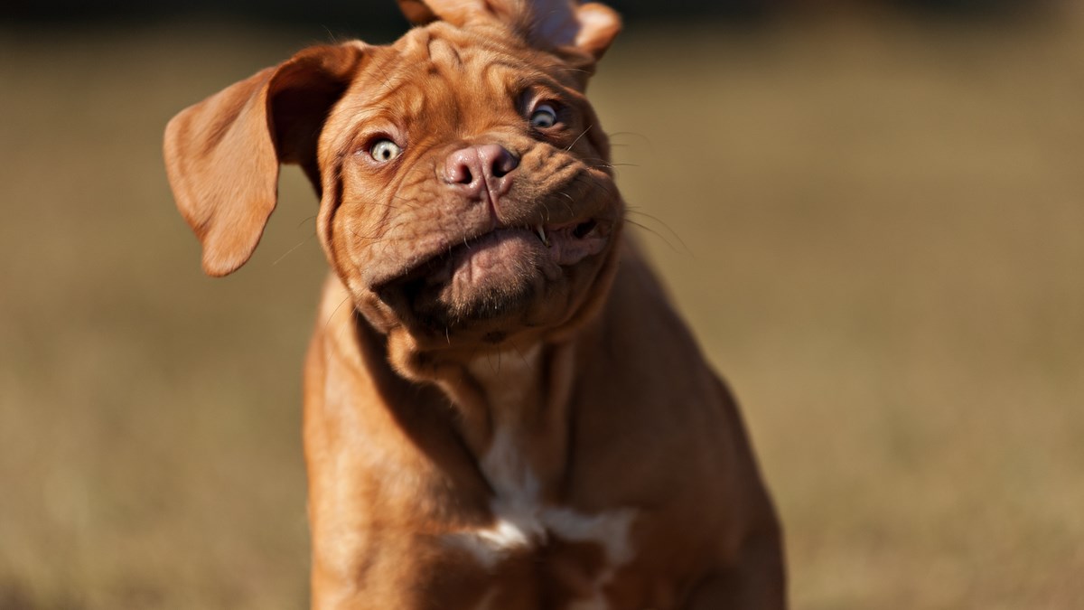 VIDEO Pogledajte najzanimljivije i najzabavnije ljubimce prošlog mjeseca
