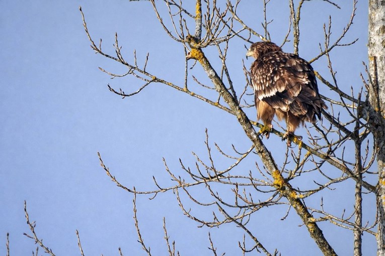 U šumi Žutica viđena jedna od najrjeđih ptica u Hrvatskoj