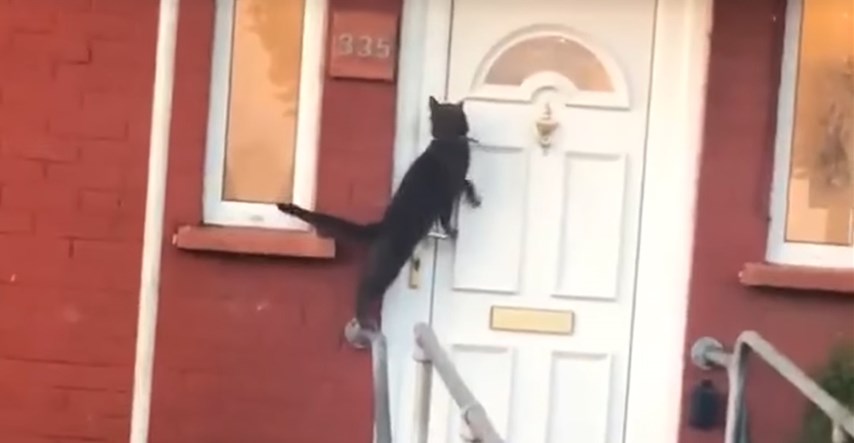 Prolaznik snimio mačku kako radi nešto nevjerojatno