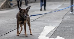 U Hrvatskoj 7 godina nije bilo bjesnoće, ljude najčešće grizu psi koji imaju vlasnika