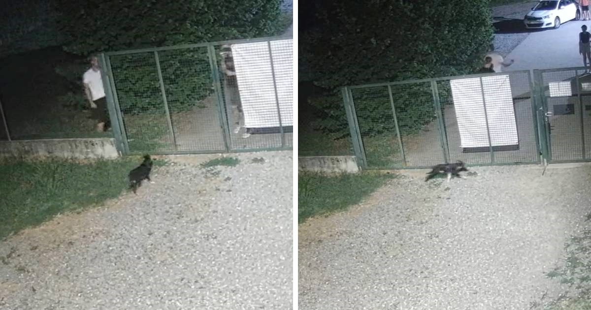 "Ovako se to radi u Hrvatskoj": Netko je bacio štene preko ograde skloništa
