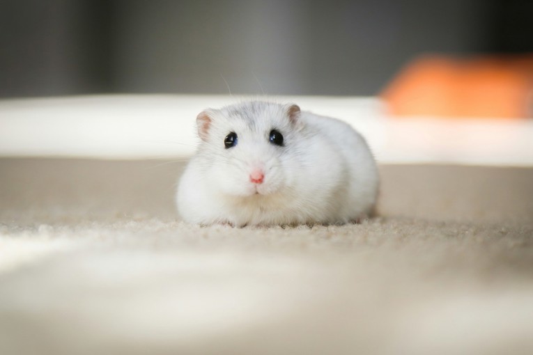 Želite hrčka? Sedam stvari ne biste trebali zanemariti, kaže veterinarka