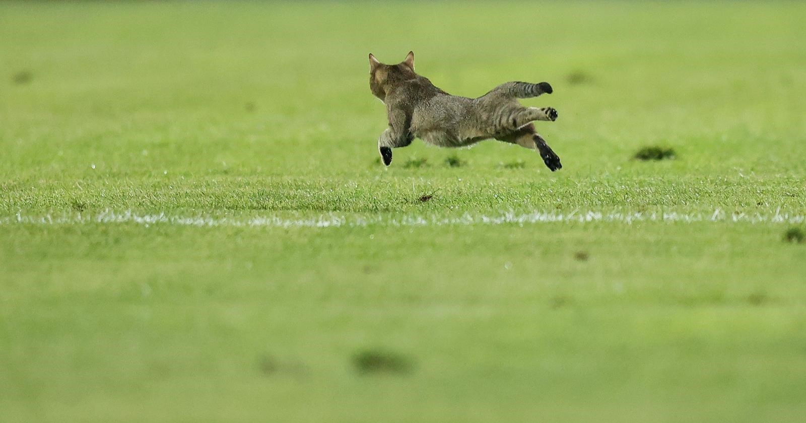 Dok se igrala utakmica u Sarajevu, na travnjak utrčala jedna simpatična maca