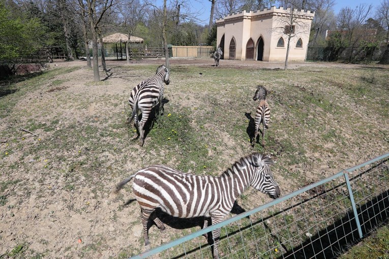Sutra se otvara zagrebački Zoološki vrt