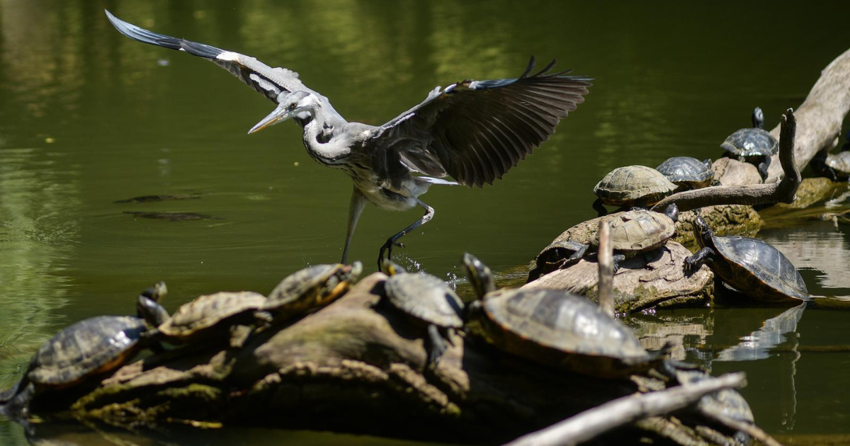 FOTO Pogledajte kako životinje uživaju u parku Maksimir