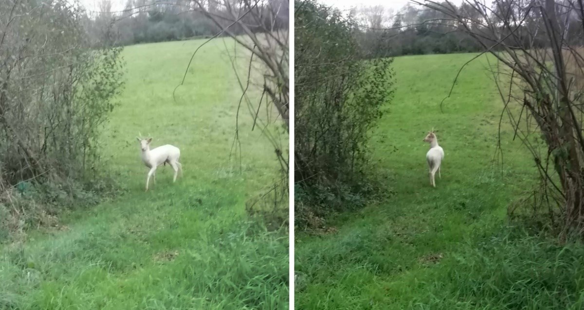 Sjećate li se priče o bijelom jelenu iz Jelenka? Baš takav je viđen kod Siska