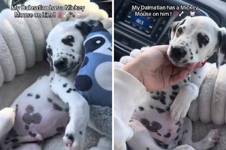 Udomila je štene dalmatinera, a onda je primijetila nešto na njegovim točkicama 