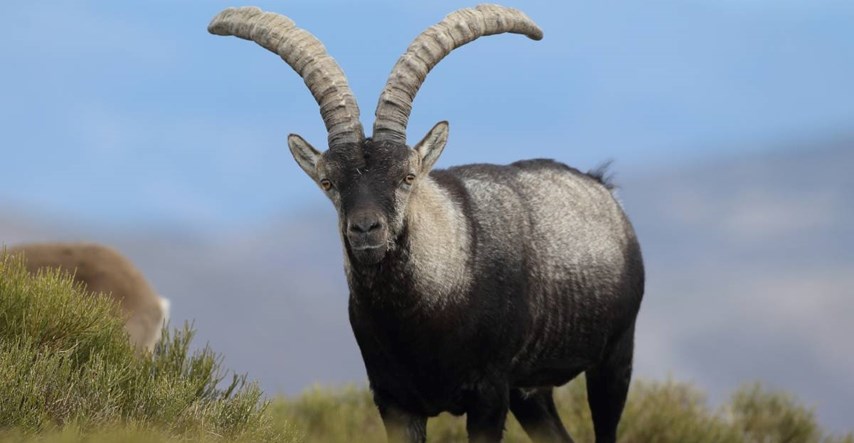 Divlja koza u Španjolskoj gurnula turisticu (64) s litice